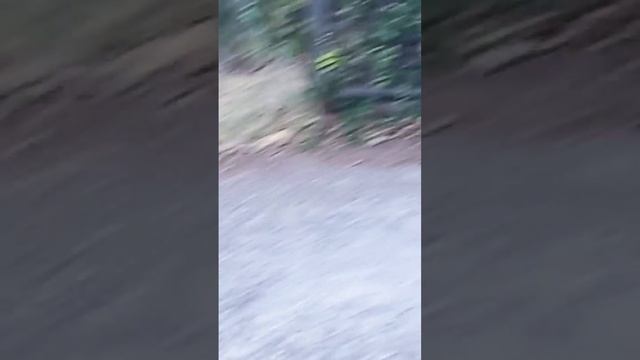 белые животные (3) смотреть онлайн