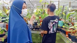 TANAMAN SULTAN HARGA TERJANGKAU DI LAPAK PAK EMAN TAJUR HALANG, BOGOR