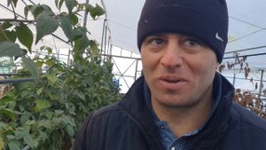 Выращивание чая в теплице круглый год