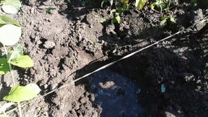 Посадка цветущей древовидной гартензии.