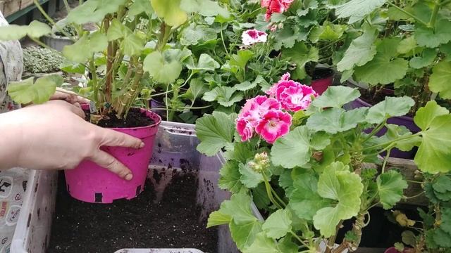 Дубль 2. Пересадка взрослых растения. 2021 смотреть онлайн