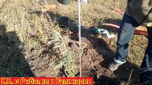 Как посадить ЕЛЬ осенью чтоб она прижилась очень просто. Осеняя посадка ЁЛКИ. Сажаем ЕЛЬ правильно.