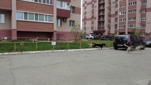 Бездомные собаки кидаются на людей на детской площадке