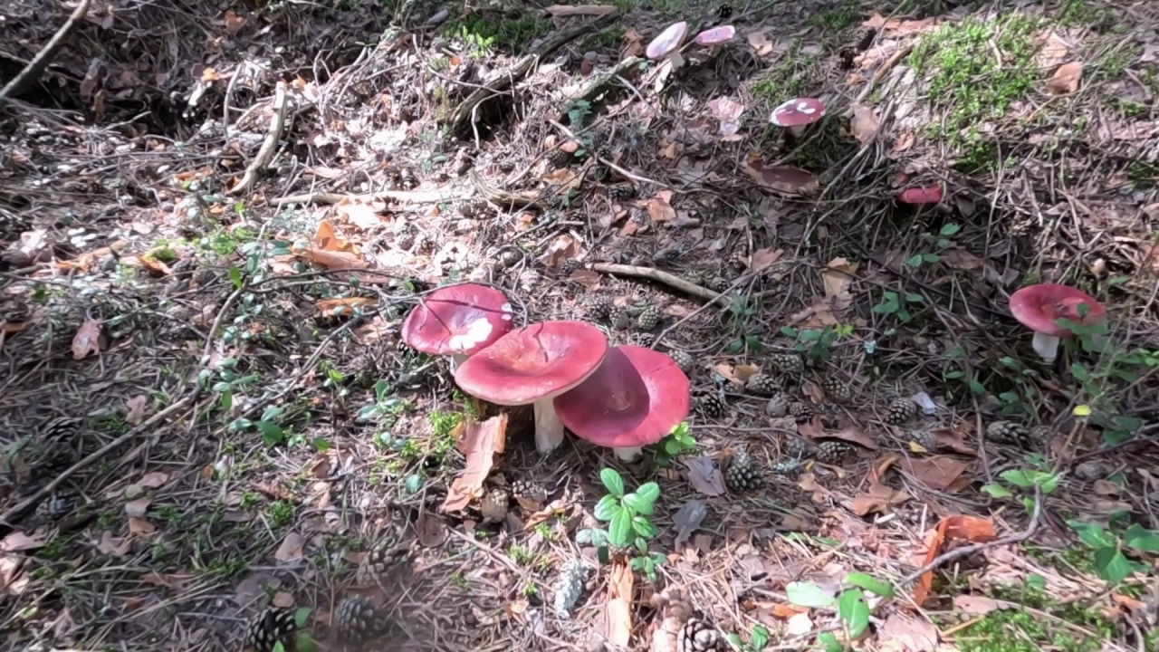 Забрался в лесные дебри. А там уже ждут белые грибы, подосиновики, сыроежки. Жаль, что червивые. смотреть онлайн