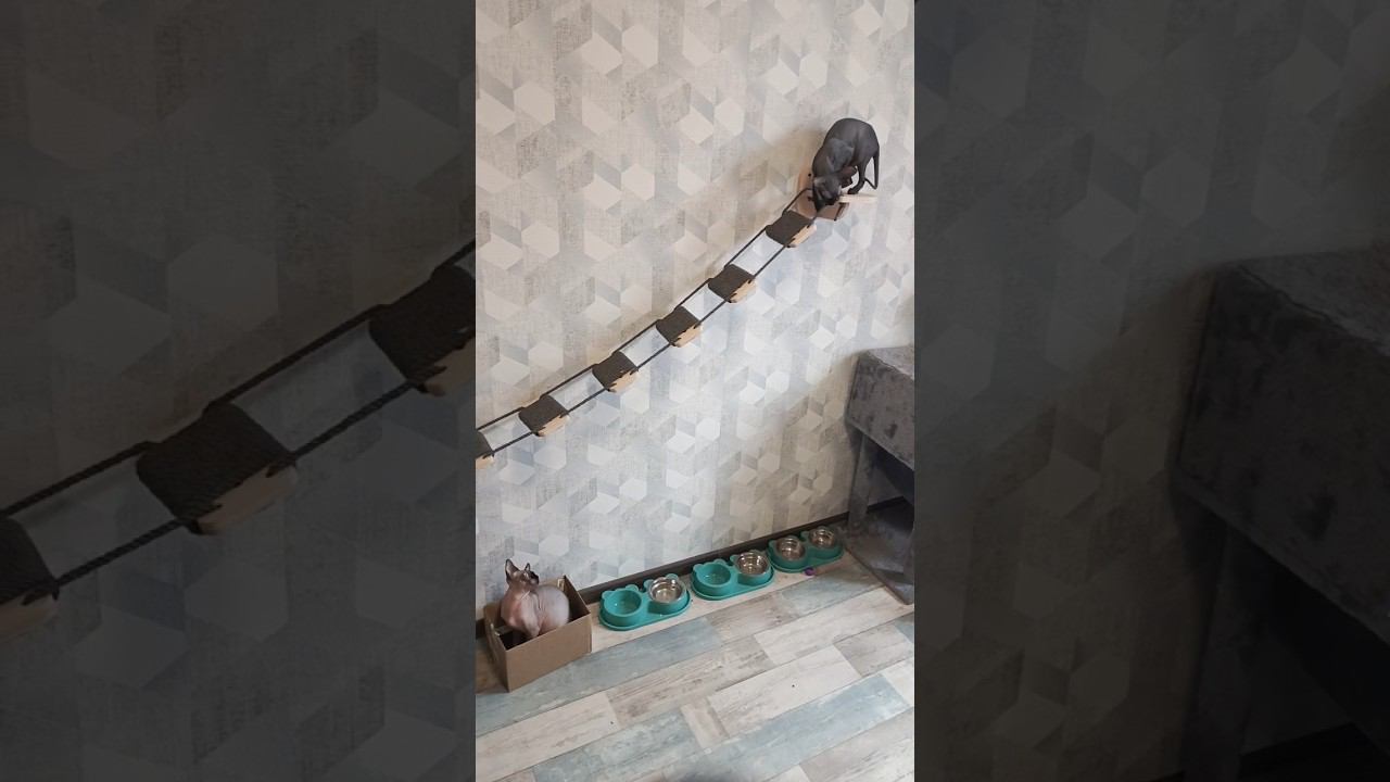 Котодром #catshorts #котята #cats #смешныекоты #котодром
