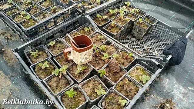 Рассада клубники_ Фриго, Кассета, ОКС(копанка, зелёнка). В чем разница_ Belklubnika.by.mp4