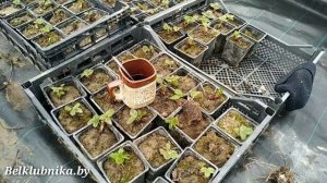 Рассада клубники_ Фриго, Кассета, ОКС(копанка, зелёнка). В чем разница_ Belklubnika.by.mp4