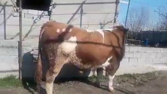 1тон 450 кил  Бык порода симментал два с половиной года