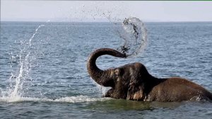 Что-то барахталось в воде. Поняв, что это, моряки не задумываясь бросились за борт!