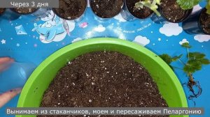 Что делать с черенками Пеларгонии или Герани после получения посылки, 3 простых совета