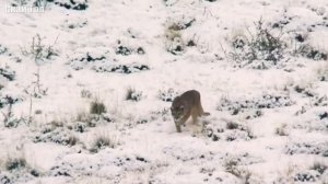 ЛЕОПАРД против ПУМЫ ! КТО СИЛЬНЕЕ ?