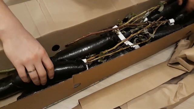 Саженцы малины. распаковываем посылку от Беккер.