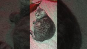 Обзор Британская кошка