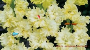 Гладиолус гофрированный Лемон Раффл (gladiolus) ? обзор: как сажать, луковицы гладиолуса Лемон Рафф