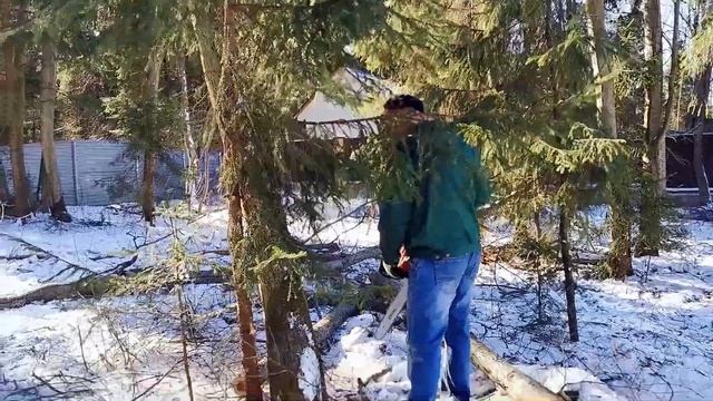 Как спилить дерево на участке | Ландшафтный дизайн | Как спилить правильно дерево на участке