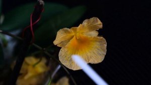 DENDROBIUM LINDLEY (AGGREGATUM) - описание и основы ухода
