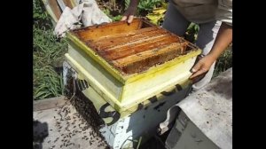 что делать с рамками, после откачки из них меда ?