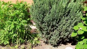 Расслабляющие звуки деревни утром _ Пение птиц _ Деревня в утренние