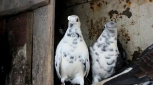 КРЫМСКИЕ ГОЛУБИ СЛАВЯНСКОГО РАЙОНА. 6 ноября 2022 г.