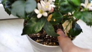 Mitriostigma axillare африканская гардения