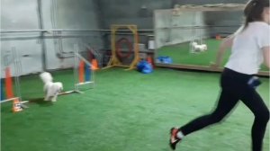 Agility training / Аджилити, манеж Надодог, бишон фризе Чейз.