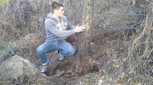 Текстура корня облепихи