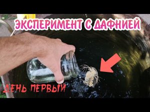 ЭКСПЕРИМЕНТ С ДАФНИЕЙ. ДЕНЬ ПЕРВЫЙ.