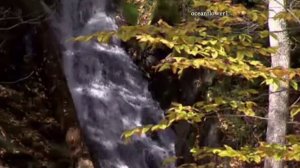 FARIBORZ LACHINI  - Autumn Was Lost in the Leaves