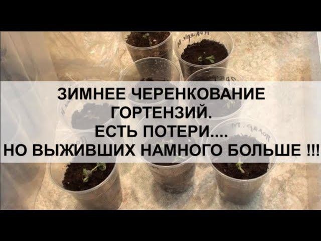 Зимнее черенкование гортензий. Есть потери... Но выживших намного больше !!!