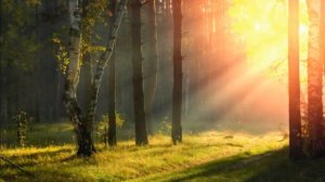 Футажи Природа Осень