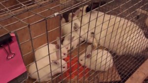 Кролики Калифорнийской породы