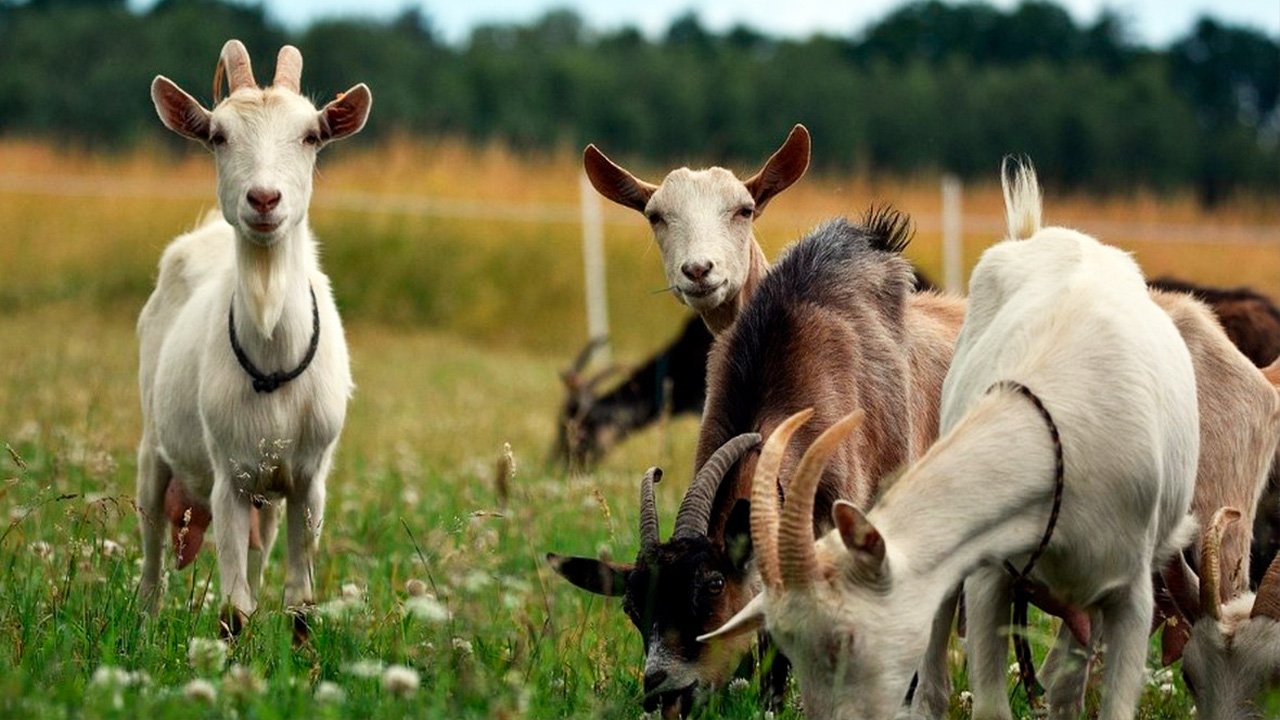 Козоводство в Азербайджане. Секреты разведения коз и как открыть ферму с нуля