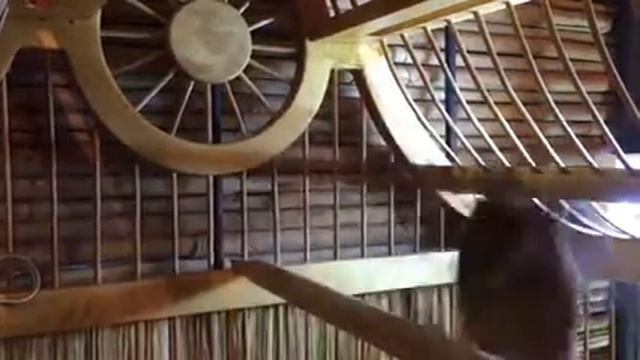 Красный Кенар парует канарейку Глостер смотреть онлайн