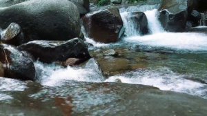 Tranquil Stream: Serene Birdsong, Crystal Clear Spring Water, and Enchanting Forest Ambiance (ASMR)