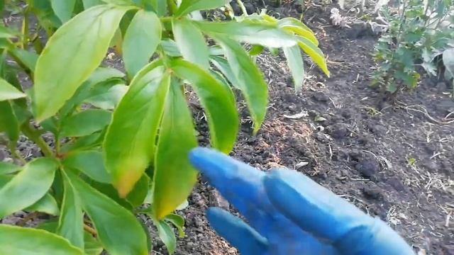 ПИОНЫ ОТЦВЕЛИ-ЧТО ДЕЛАТЬ? ОШИБКИ НАЧИНАЮЩИХ ЦВЕТОВОДОВ. смотреть онлайн