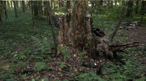 Профессия лесничий