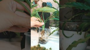 Алоказия Heterophylla silver пересадка #алоказия