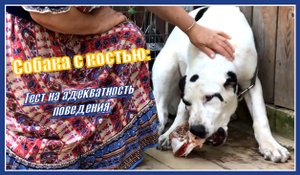Щенок и кость. Тест на адекватность поведения.