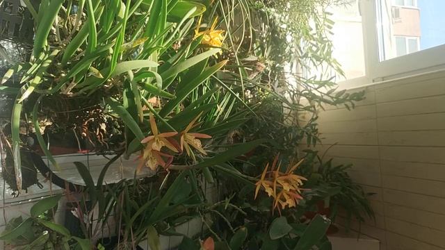 лоджия ноябрь 2021 смотреть онлайн