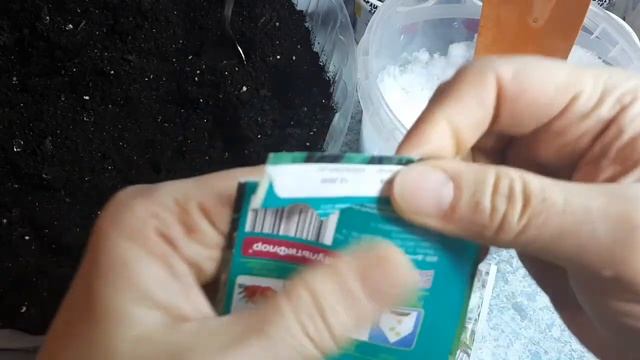 Сельдерей корневой. Нельзя не посеять! Посеять совсем не сложно. смотреть онлайн