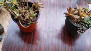 SEDUM ADOLPHII || CARE TIPS