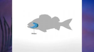 §11 "Дыхание", Биология 6 класс, Сивоглазов