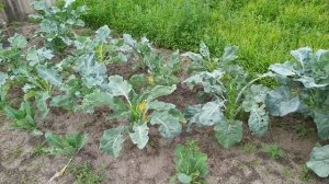 Цветная капуста нет завязи. Где мои кочаны?? Обработка капусты борной кислотой