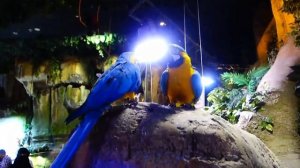 Аквариум в Дубай Молл Самый Большой в мире/ Подводный Зоопарк ОАЭ/ Dubai Aquarium and Underwater Zo