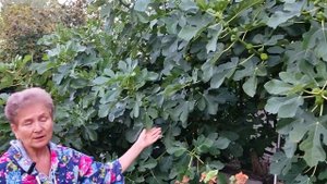 Как вырастить инжир в домашних условиях на огороде.