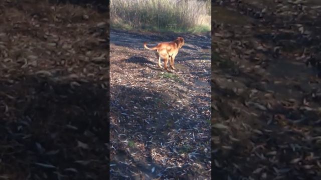 Тоса Ину. Честер познакомился с подружкой.