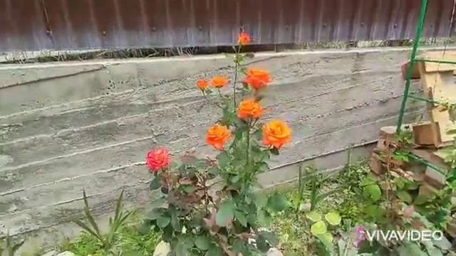 Обзор розы Луи де Фюнес смотреть онлайн