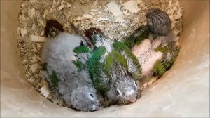 Пирруры с первого дня до двух месяцев