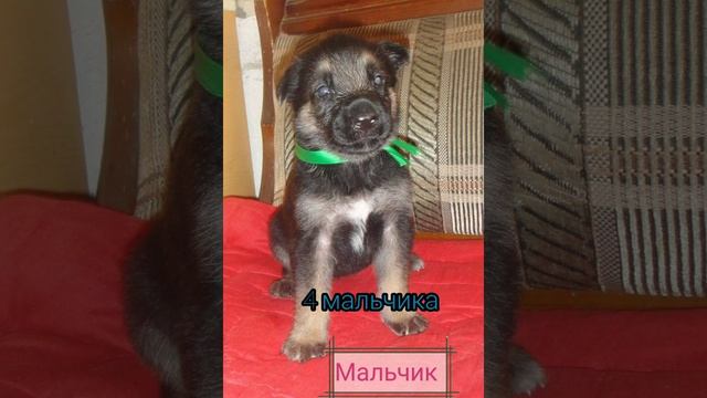 ПРОДАЮТСЯ щенки вео смотреть онлайн