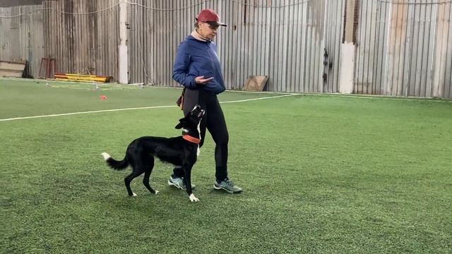 Как научить собаку командам Дрессировка собаки Танцы с собакой № 67/1. Брина-21 месяц смотреть онлайн